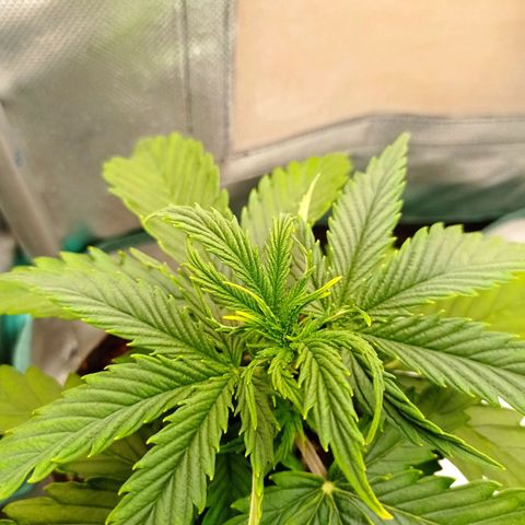 Low Afghan  growlog timeline photo