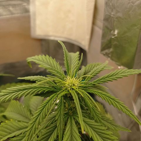 Strawberry Cake growlog timeline photo