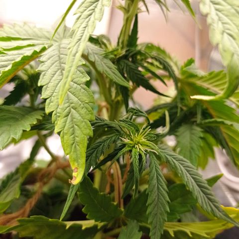 Strawberry Cake growlog timeline photo