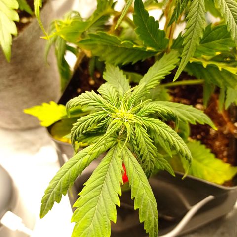 Strawberry Cake growlog timeline photo