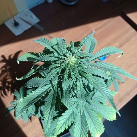 Strawberry Cake growlog timeline photo