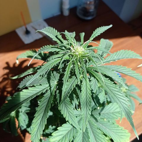 Strawberry Cake growlog timeline photo