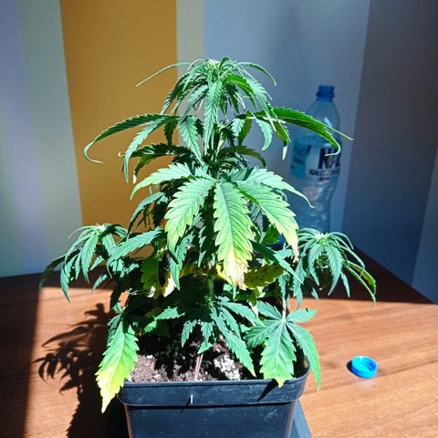 Strawberry Cake growlog timeline photo
