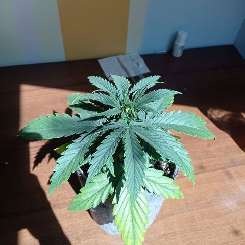 Low Afghan  growlog timeline photo