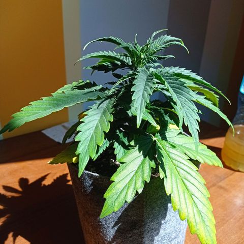 Low Afghan  growlog timeline photo