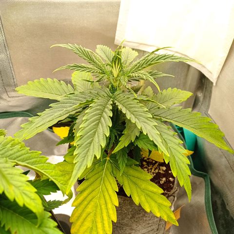 Low Afghan  growlog timeline photo