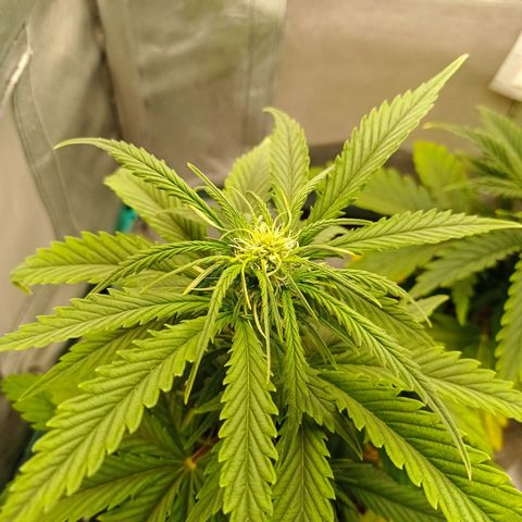 Strawberry Cake growlog timeline photo