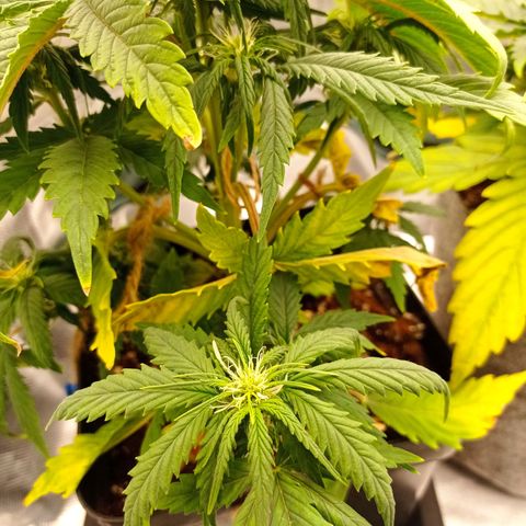 Strawberry Cake growlog timeline photo