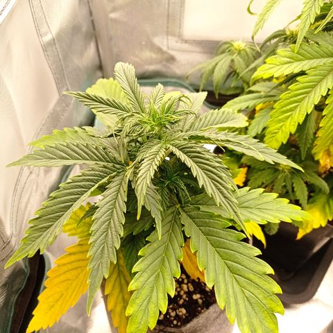Low Afghan  growlog timeline photo