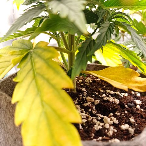 Low Afghan  growlog timeline photo