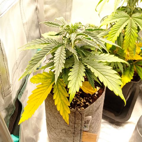 Low Afghan  growlog timeline photo
