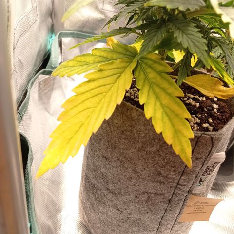 Low Afghan  growlog timeline photo