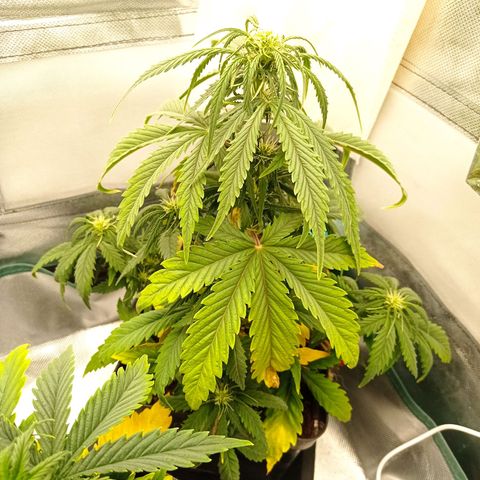 Strawberry Cake growlog timeline photo