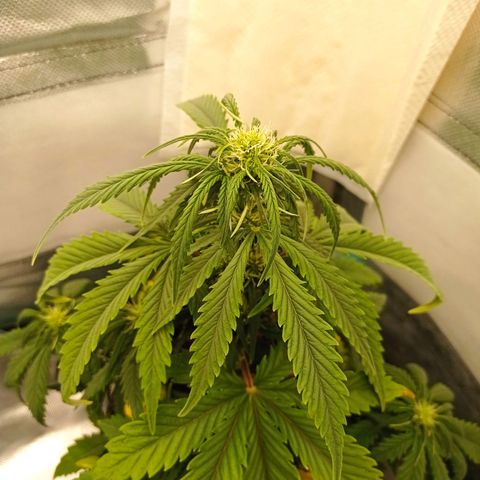 Strawberry Cake growlog timeline photo