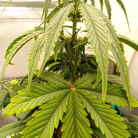 Strawberry Cake growlog timeline photo