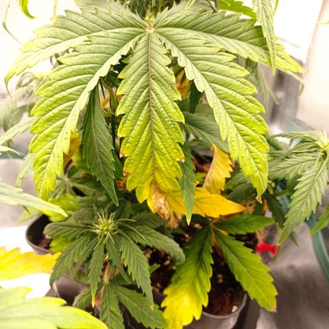 Strawberry Cake growlog timeline photo