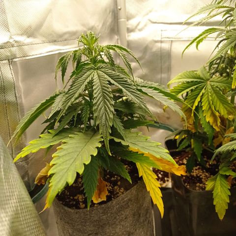 Low Afghan  growlog timeline photo