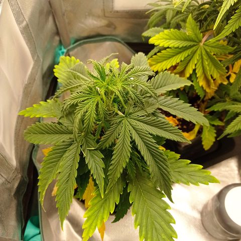 Low Afghan  growlog timeline photo