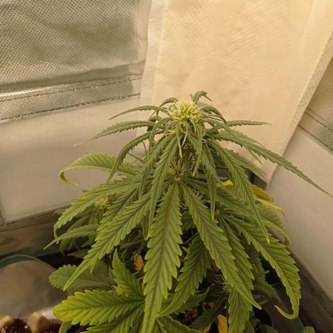 Strawberry Cake growlog timeline photo