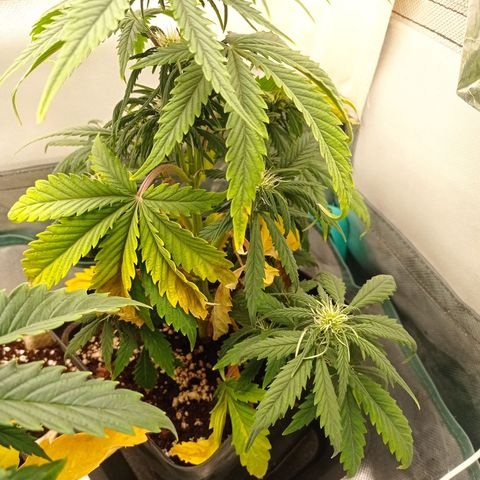 Strawberry Cake growlog timeline photo