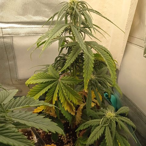 Strawberry Cake growlog timeline photo