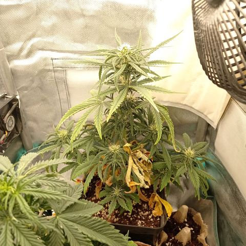Strawberry Cake growlog timeline photo