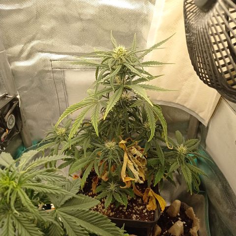 Strawberry Cake growlog timeline photo