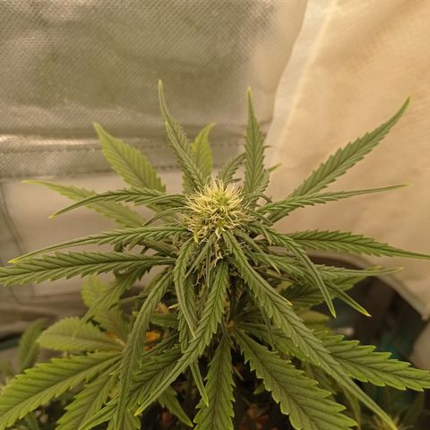 Strawberry Cake growlog timeline photo