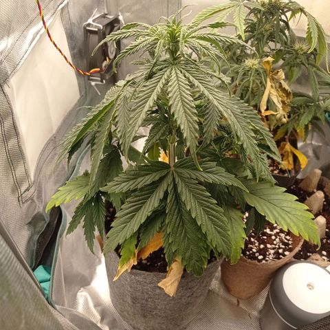Low Afghan  growlog timeline photo