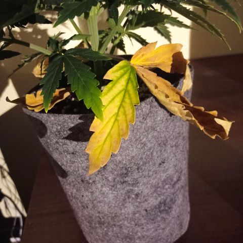 Low Afghan  growlog timeline photo