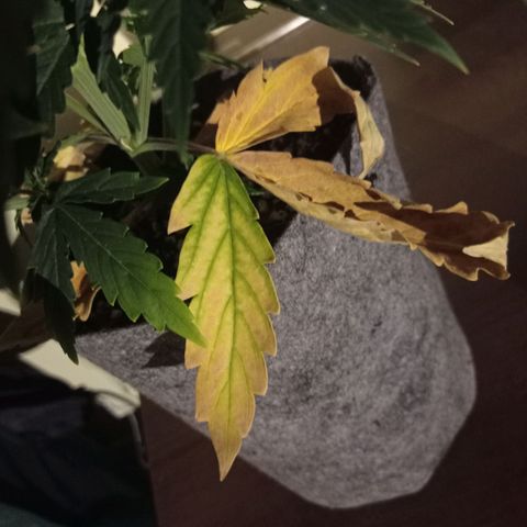 Low Afghan  growlog timeline photo