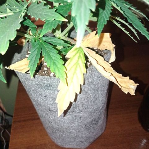 Low Afghan  growlog timeline photo