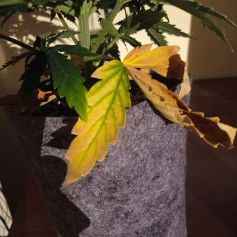 Low Afghan  growlog timeline photo