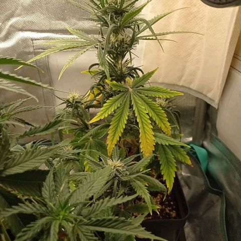 Strawberry Cake growlog timeline photo