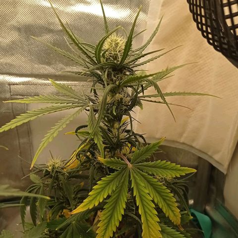 Strawberry Cake growlog timeline photo