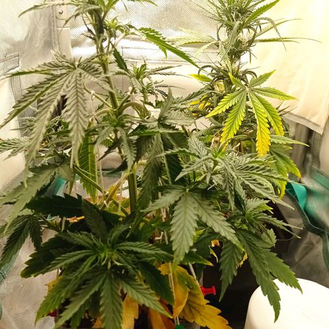 Strawberry Cake growlog timeline photo