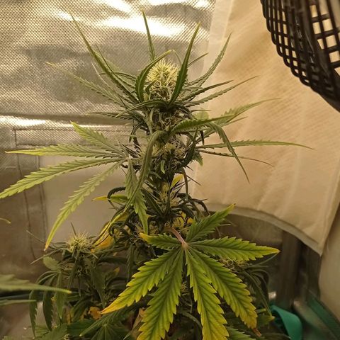 Strawberry Cake growlog timeline photo