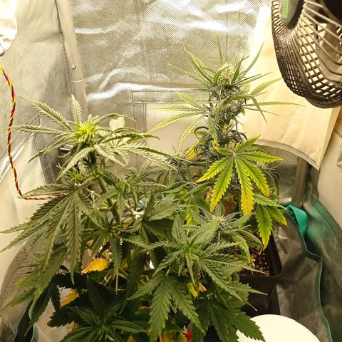 Low Afghan  growlog timeline photo