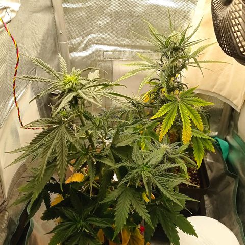 Low Afghan  growlog timeline photo