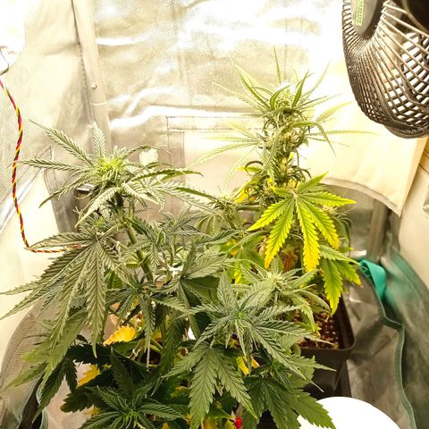 Low Afghan  growlog timeline photo