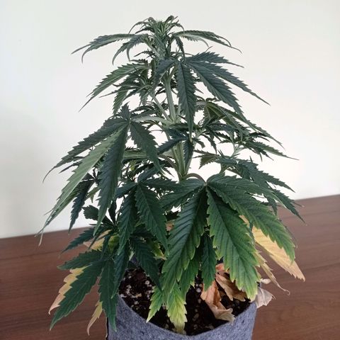 Low Afghan  growlog timeline photo