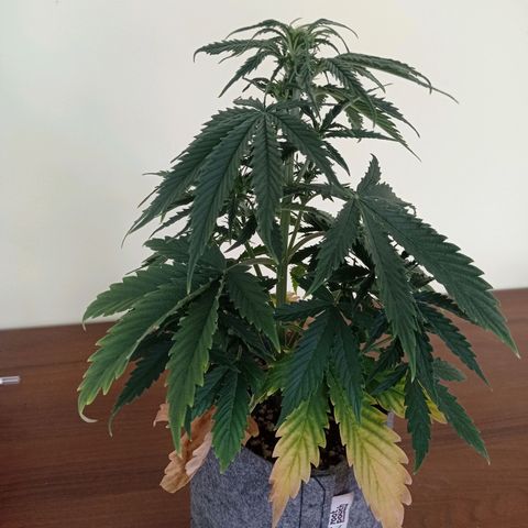 Low Afghan  growlog timeline photo