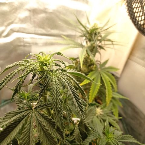 Low Afghan  growlog timeline photo