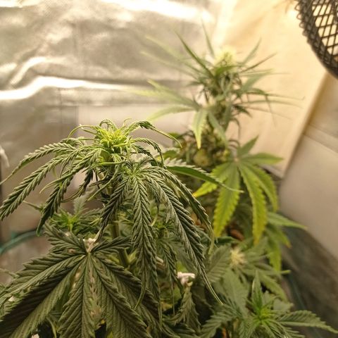 Low Afghan  growlog timeline photo