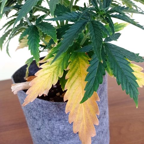 Low Afghan  growlog timeline photo