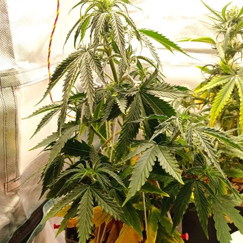 Low Afghan  growlog timeline photo