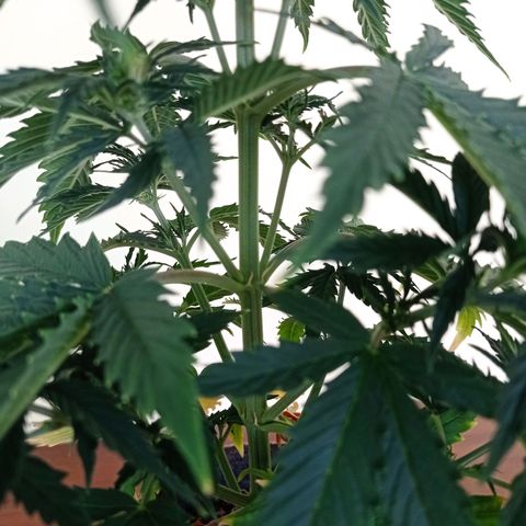 Low Afghan  growlog timeline photo