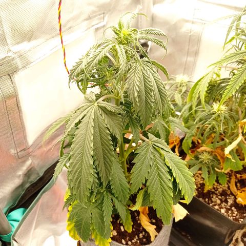 Low Afghan  growlog timeline photo
