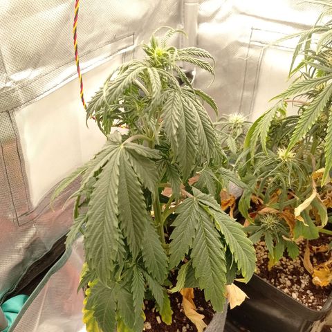 Low Afghan  growlog timeline photo