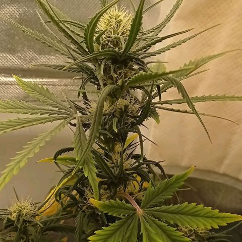Strawberry Cake growlog timeline photo